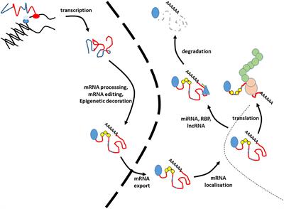 RNA Biology Provides New Therapeutic Targets for Human Disease